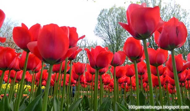  Cara  Menanam Bunga  Tulip  di Indonesia Gambar  Bunga 